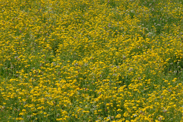 Fototapeta premium Gemeiner Hornklee; Wiesen-Hornklee; Lotus corniculatus blühender Bestand
