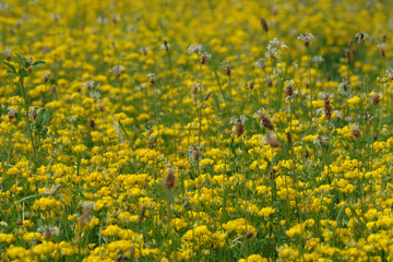 Obraz premium Gemeiner Hornklee; Wiesen-Hornklee; Lotus corniculatus blühender Bestand