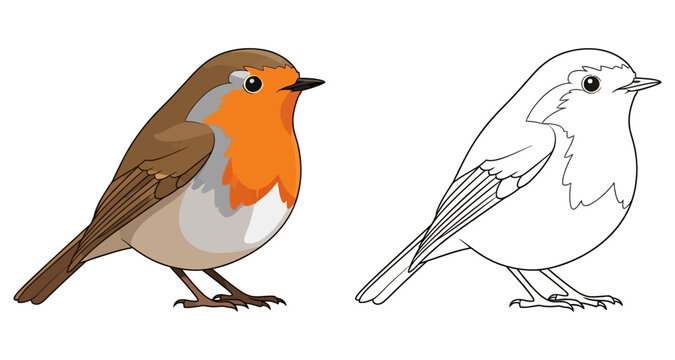 European Robin Bird Side View Comparison Colored Outline Cartoon Style Isolated