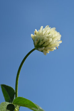 Alexandriner-Klee,  &Auml;gyptische Klee, Trifolium alexandrinum,  Bl&uuml;te