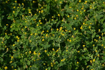 Klee, Hopfenklee, Medicago lupulina, Blüte © Peter Oetelshofen