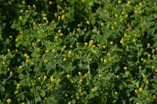 Klee, Hopfenklee, Medicago lupulina, Bl&uuml;te