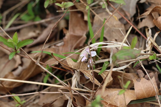 bee feeding on pollen on a flower