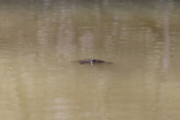 Naklejka premium water turtle holding his head above water to look for danger