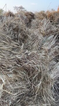 Large pile of harvested wheat bundles in a rural field