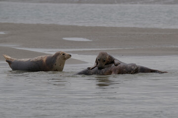 Phoques au repos à marée basse © Patrick