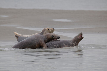 Phoques au repos à marée basse © Patrick