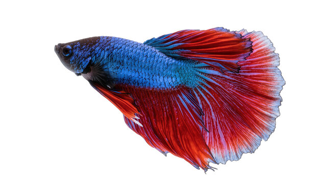 Stunning tropical Betta fish showcasing vibrant blue and red scales and flowing fins