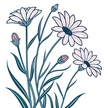 coreopsis vector