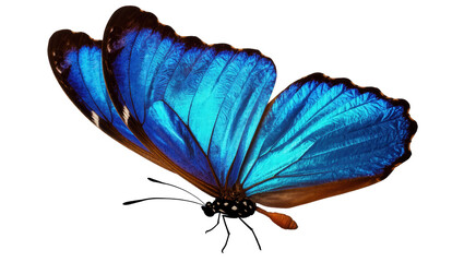Vibrant blue butterfly with iridescent wings showcasing natural beauty and delicate form © Clementine