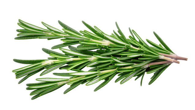 Fresh organic rosemary sprigs closeup for culinary ingredient and aromatic cooking