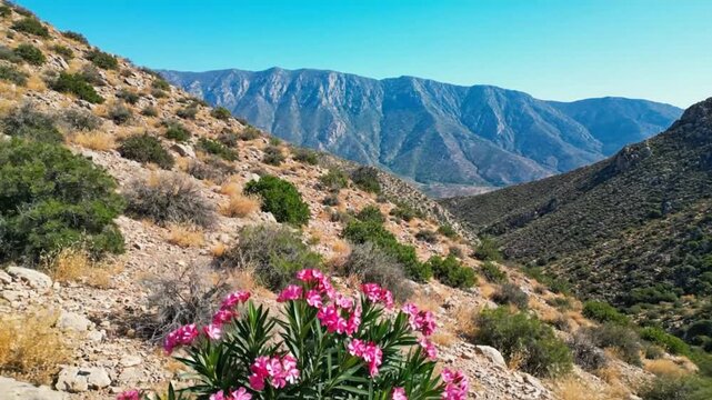 Scenic pink oleander flowers blooming in front of a majestic mountain range under a bright blue sky