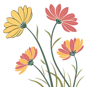 coreopsis colorful on white background