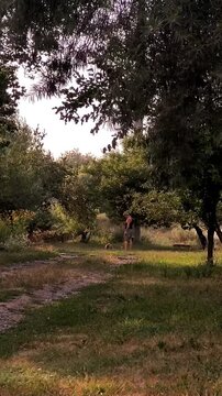 Man in shorts, top and hat walking on a dirt path with fluffy dog at sunny summer day. Serene life. Home