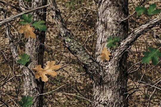 hunting camo forest realtree texture background