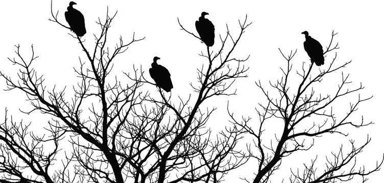 Black and white silhouette of vultures perched on leafless trees with intricate branches, atmospheric vector illustration for nature, wildlife, and design projects