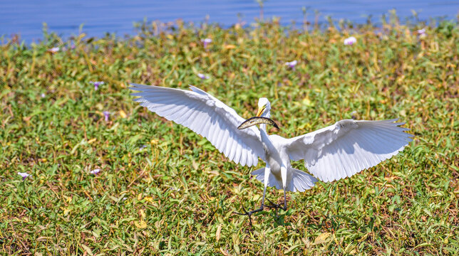 Great Egret (Ardea alba), a large wading bird known for hunting fish in wetlands, captured mid-landing with prey in its beak