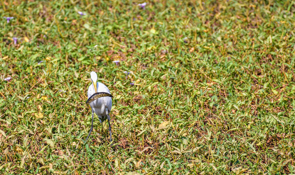 Great Egret (Ardea alba), a large wading bird known for hunting fish in wetlands, captured with prey in its beak