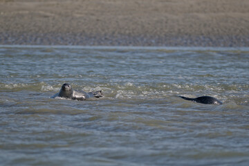 Phoques au repos à marée basse © Patrick