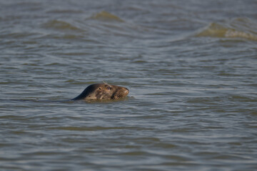 Phoques au repos à marée basse © Patrick