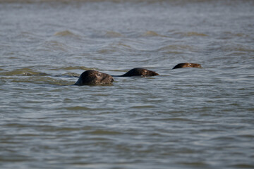 Phoques au repos à marée basse © Patrick