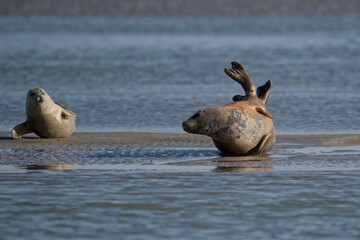 Phoques au repos à marée basse © Patrick