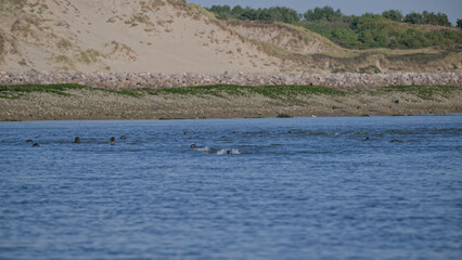 Phoques au repos à marée basse © Patrick