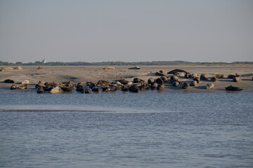 Phoques au repos à marée basse © Patrick