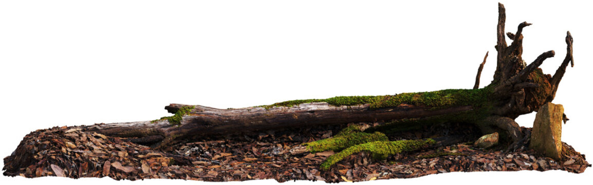 Mossy Fallen Log on Forest Floor with Leaves