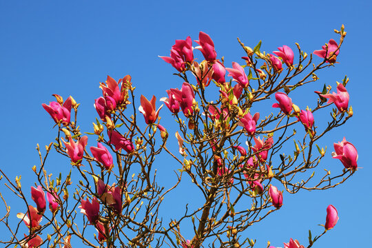紫木蓮の花」の写真素材 | 4,026件の無料イラスト画像 | Adobe Stock
