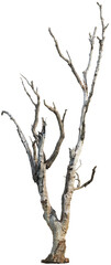 Dead tree with dry branches - High Detail Texture   © Matheus