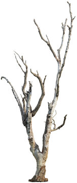 Dead tree with dry branches - High Detail Texture	
