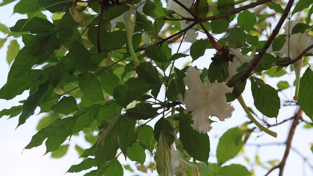 Dolichandrone serrulata white traditional flower Kae Na on tree branch green leaf windy nature scene