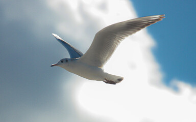 biała mewa w locie © matesiak