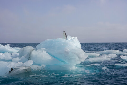 One lone chinstrap penguin standing on an iceberg in Antarctica