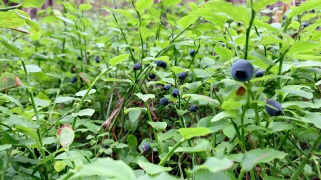 blueberries in the forest