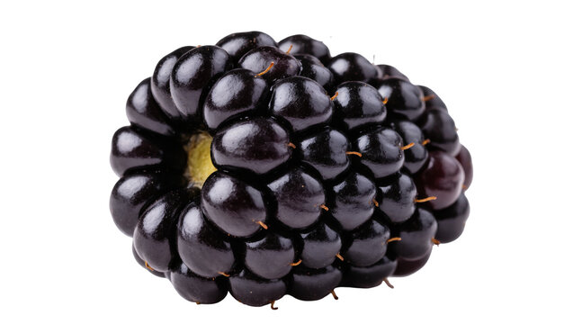 Fresh ripe single blackberry fruit with glistening dark drupelets, healthy and delicious produce