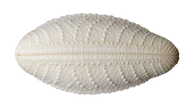 Exquisite dried sand dollar marine invertebrate with textured surface details