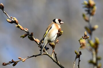 Fototapeta premium European Goldfinch (Carduelis carduelis) in natural habitat, wildlife bird photograph