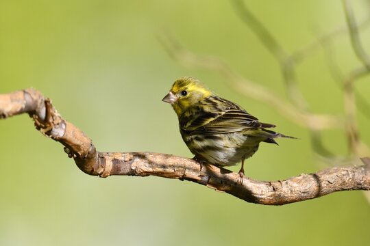 Yellowhammer (Emberiza citrinella) in natural habitat, wildlife bird photograph