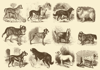 wild animals collection © shohanex
