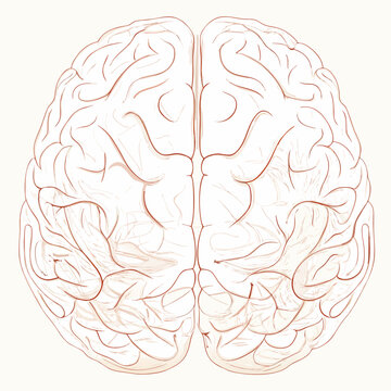 Anatomical illustration of a human brain with detailed convolutions