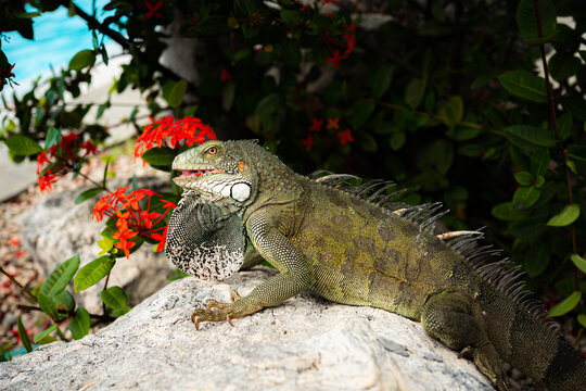 An iguana on Sint Maarten island in the Caribbean Sea.