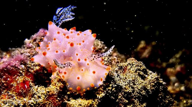 Halgerda Batangas Nudibranch Slow Crawling on Dark Reef Floor