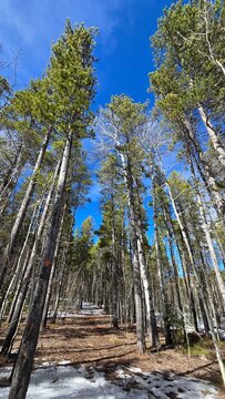 Tall pine and aspen trees stand next to each other on top of Casper Mountain, in Casper Wyoming. This is early spring when aspen trees are still bare. Small narrow trail goes through the woods.