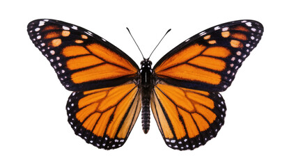 Beautiful monarch butterfly with open wings, detailed view of its vibrant orange and black patterns © Lysander