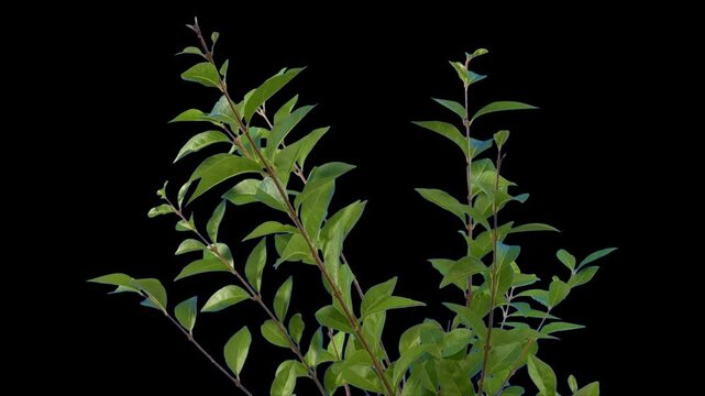 Isolated Leafy Branches In Breeze Pre-Keyed With Alpha Channel