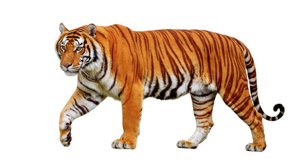 Magnificent Bengal tiger with striking orange and black striped fur walking majestically © Lysander