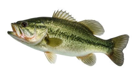 Detailed close-up studio shot of a vibrant green Largemouth Bass fish with open mouth © Lysander