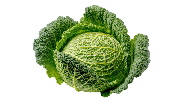 Fresh green savoy cabbage head, a healthy and organic vegetable rich in nutrients with textured leaves